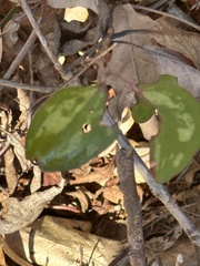Smilax glauca