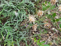 Psephellus galushkoi