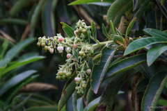 Arbutus canariensis