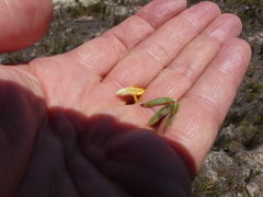 Aspalathus aspalathoides