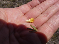 Aspalathus aspalathoides