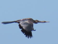 Anhinga rufa rufa