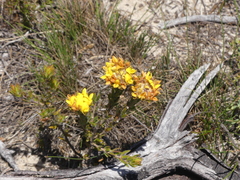 Aspalathus aspalathoides