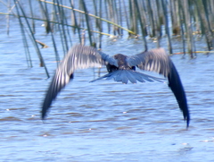 Anhinga rufa rufa