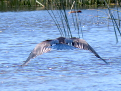Anhinga rufa rufa