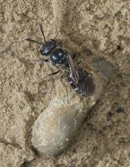 Lasioglossum sexnotatum