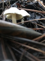 Hygrophorus eburneus
