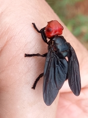 Bromophila caffra