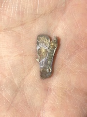 Hampsonodes mastoides