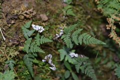 Aleuritopteris anceps