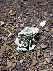 Physaria didymocarpa