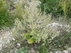 Salvia aethiopis