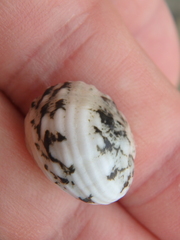 Nerita albicilla