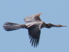 Anhinga rufa rufa