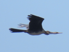 Anhinga rufa rufa