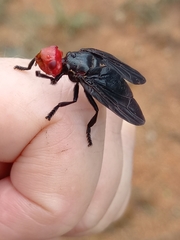 Bromophila caffra