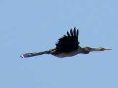 Anhinga rufa rufa