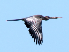 Anhinga rufa rufa