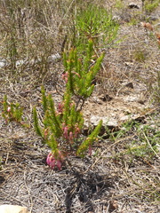 Erica plukenetii