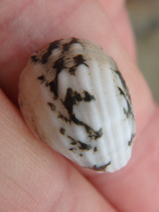 Nerita albicilla