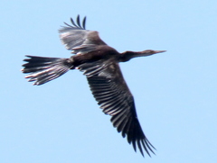 Anhinga rufa rufa