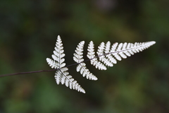 Aleuritopteris anceps