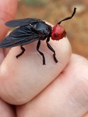 Bromophila caffra