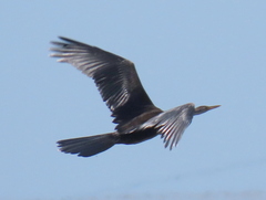 Anhinga rufa rufa