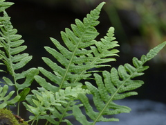 Polypodium