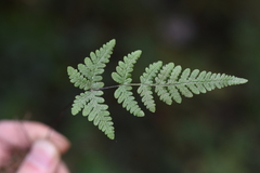 Aleuritopteris anceps