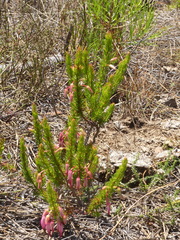 Erica plukenetii