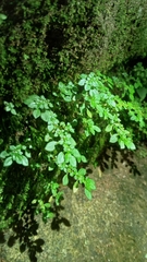Pilea microphylla