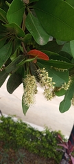 Terminalia buceras