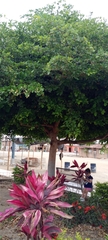 Terminalia buceras