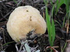Fungi