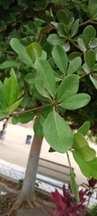 Terminalia buceras