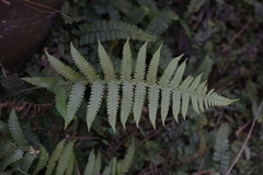 Thelypteris