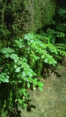 Pilea microphylla