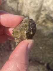 Rapaninae