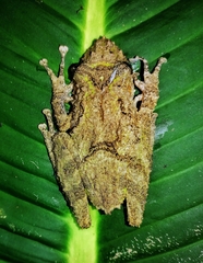 Scinax boulengeri