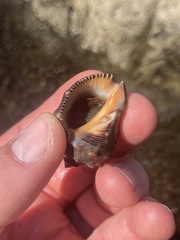 Rapaninae