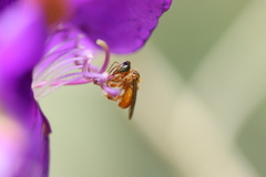 Tetragonisca angustula