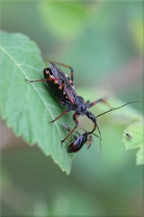 Rhynocoris annulatus