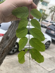 Robinia pseudoacacia