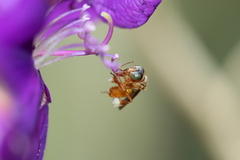 Tetragonisca angustula