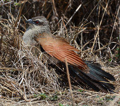 Centropus superciliosus