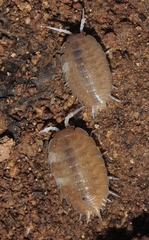 Lucasius andalusicus