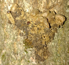 Thaumetopoea processionea