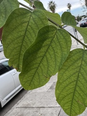 Robinia pseudoacacia