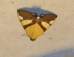 Eulepidotis julianata